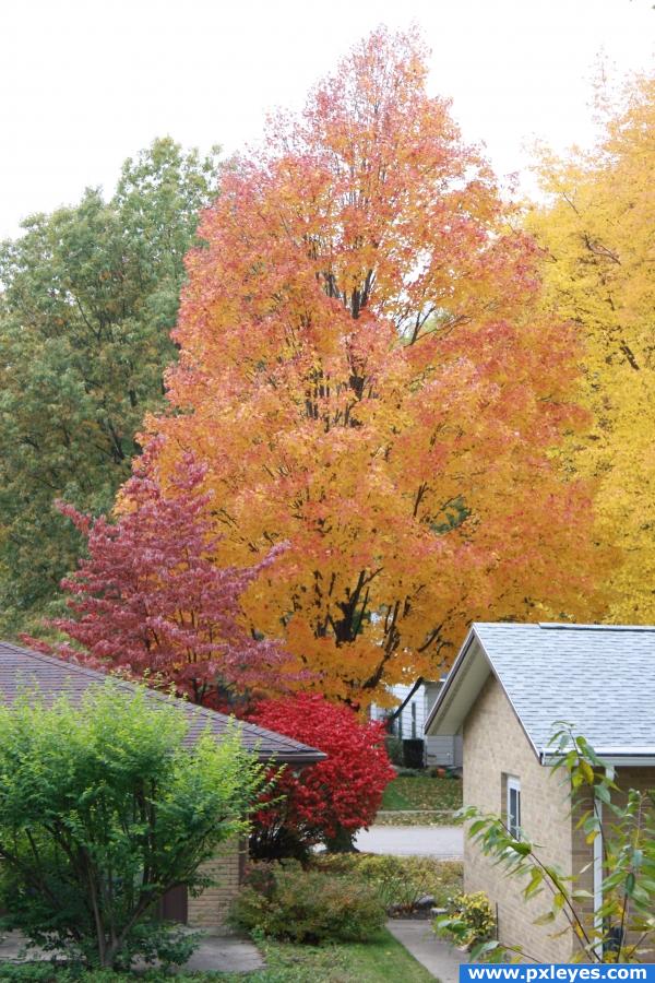 Colored Trees